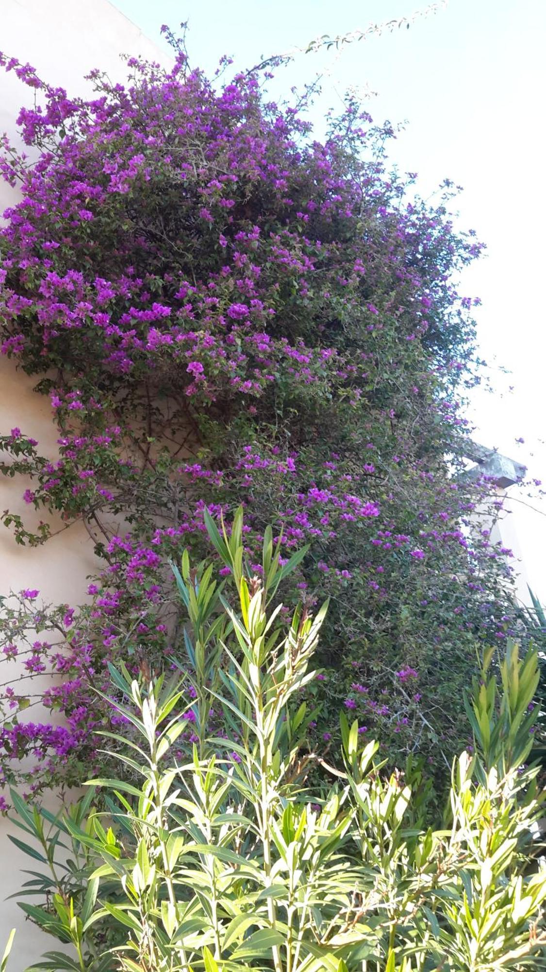 Finca Alqueria Fosca Campos  Ngoại thất bức ảnh